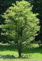 Alnus Glutinosa - Common Alder Deciduous Tree from Heathwood Nurseries